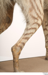 Striped Hyena Hyaena hyaena leg 0085.jpg